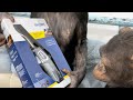 Bernzomatic 8250 unboxing by monkey | Дан Запашный и его обезьяны распаковывают газовую горелку