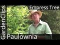 Empress Tree - Paulownia tomentosa - All about Royal Empress Tree