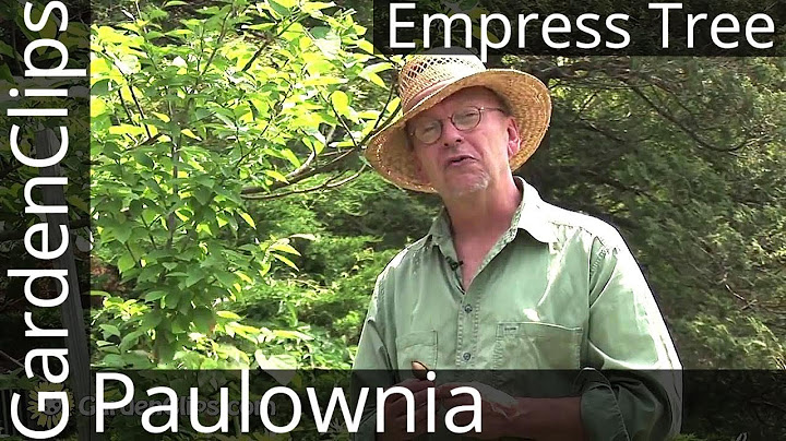 Empress Tree - Paulownia tomentosa - All about Royal Empress Tree