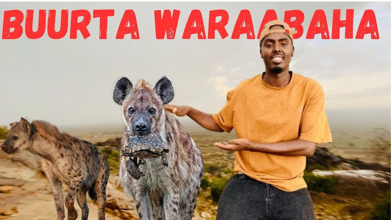 SAFARKAYGII BUURTA UGU WARAABAHA BADAN SOMALILAND / JUFFO UUREY..