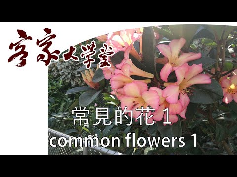 #G4 簡易客家話: 常見的花 1      Easy Hakka : Common Flowers 1