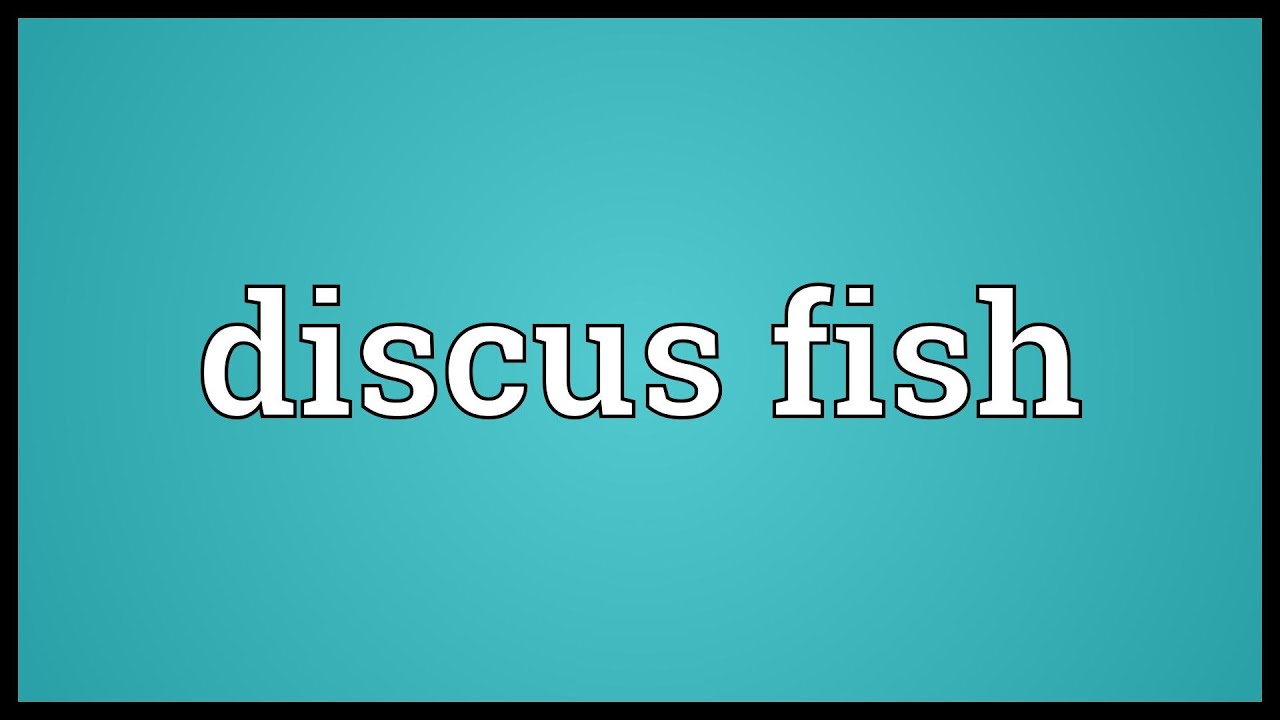 Discus fish Meaning YouTube