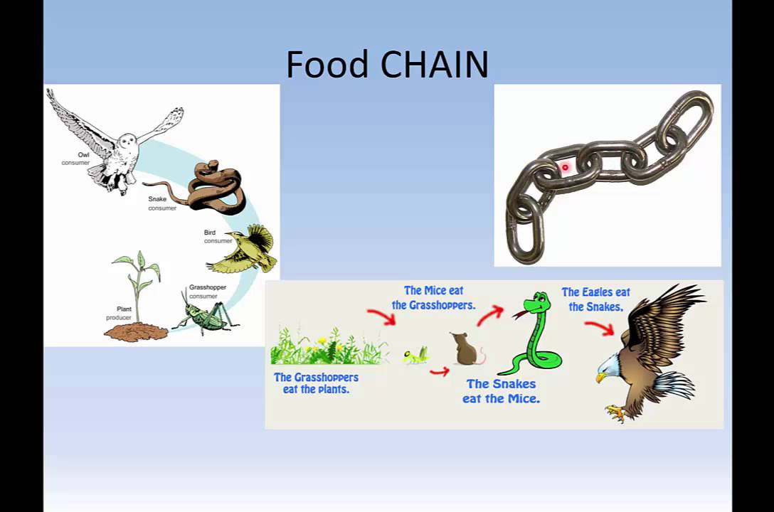 Maycintadamayantixibb In The Food Chain The Grasshopper Would Be 