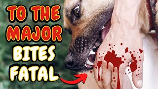 The 20 Breeds Of Dogs With The Biggest Bites In The World