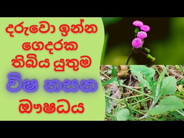 දරුවො ඉන්න ගෙදරක තිබිය යුතුම විෂ නසන ඖෂධය kadu pahara plants emilia sonchifolia