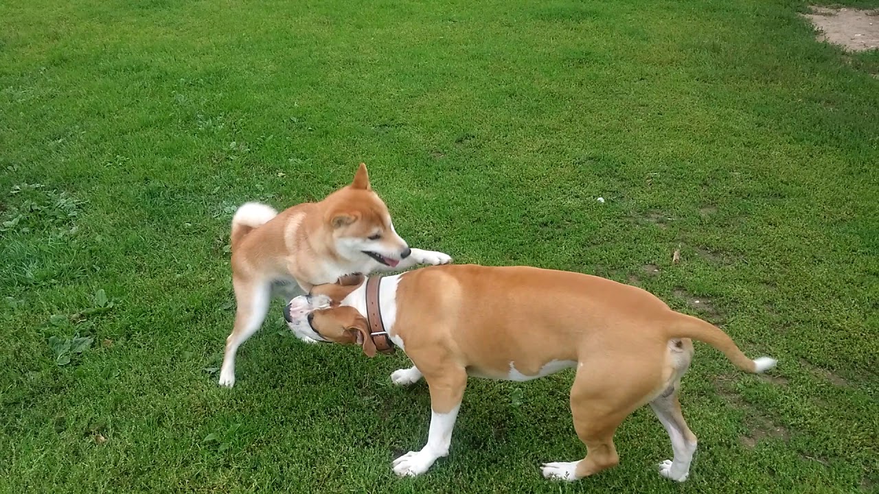 Kaito The Shiba Inu Is Playing With An Amstaff Pitbull Mix