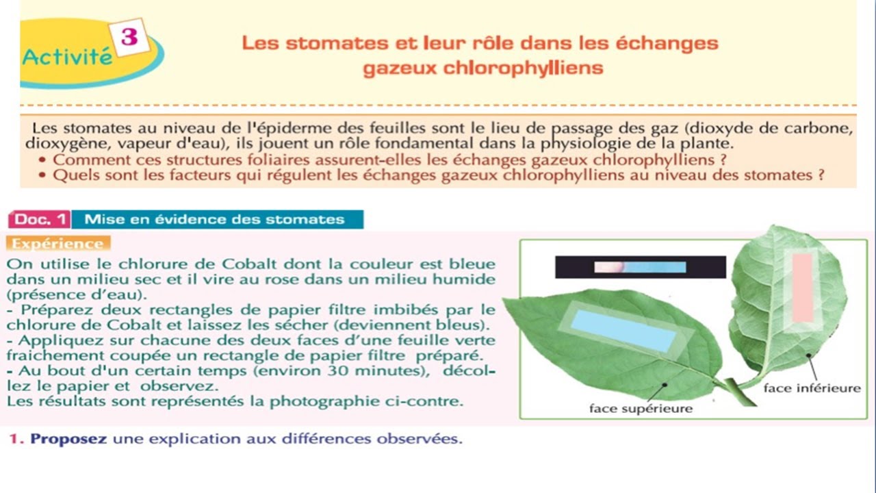 Les stomates et leur rôle dans les échanges gazeux chlorophylliens svt 1 bac (شرح بالداريجة)