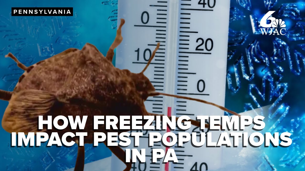 Эксперт объясняет, как недавние заморозки могут повлиять на популяции вредителей в Пенсильвании.