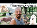 Meet EVERY Animal & WHY They Are On Our Farm