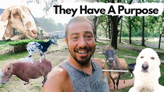 Meet EVERY Animal & WHY They Are On Our Farm