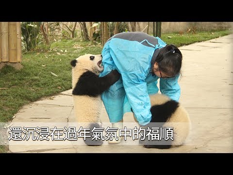 《熊貓早晚安》年後的福順有點飄了，到處閒逛要奶爸奶媽陪著玩！| iPanda