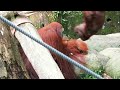 Big Orangutan Satria is persistently attacked by child orangutan / 子どもオランウータンにしつこく絡まれる大きなオランウータン