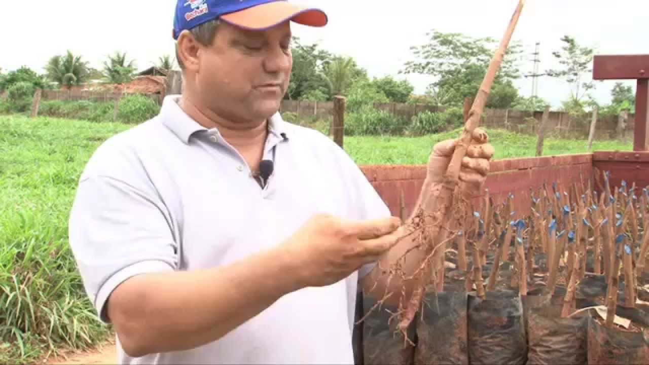 Depoimento - Produtor João Seringueira (1)