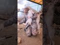 Do you want to keep a cute and interesting rabbit? #usa... #Shorts #yedda.catharine