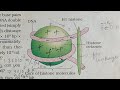 Packaging of DNA helix#cbse12thbiology #dna #molecularbasisofinheritanceclass12#neet#medical #easy