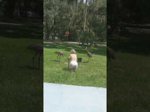 Feeding the cranes