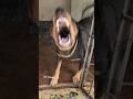 Angry Suzzi Barking Angrypuppy Dog Viral Angrydog Cutepet Pitbull Rotts Cutepuppy Puppy