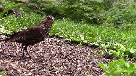 Audio  Visual Catnip August 2018