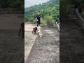 DANCE WITH THE MUSIC #shorts #cute #trending #viral #funny #dog #share #love #minivlog #asmr #happy