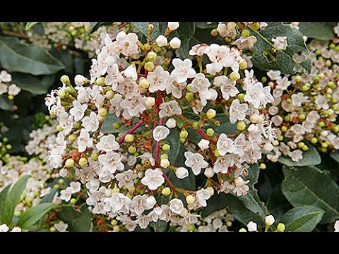 Vidéo: Arbustes de viorne à feuilles d'érable - Comment prendre soin d'une viorne à feuilles d'érable