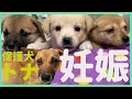 保健所から保護した犬...妊娠発覚、産まれてきた赤ちゃんが天使すぎた