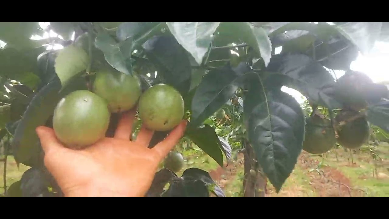 17 ,2,2ha KDC 500m giá bán 3,5ty