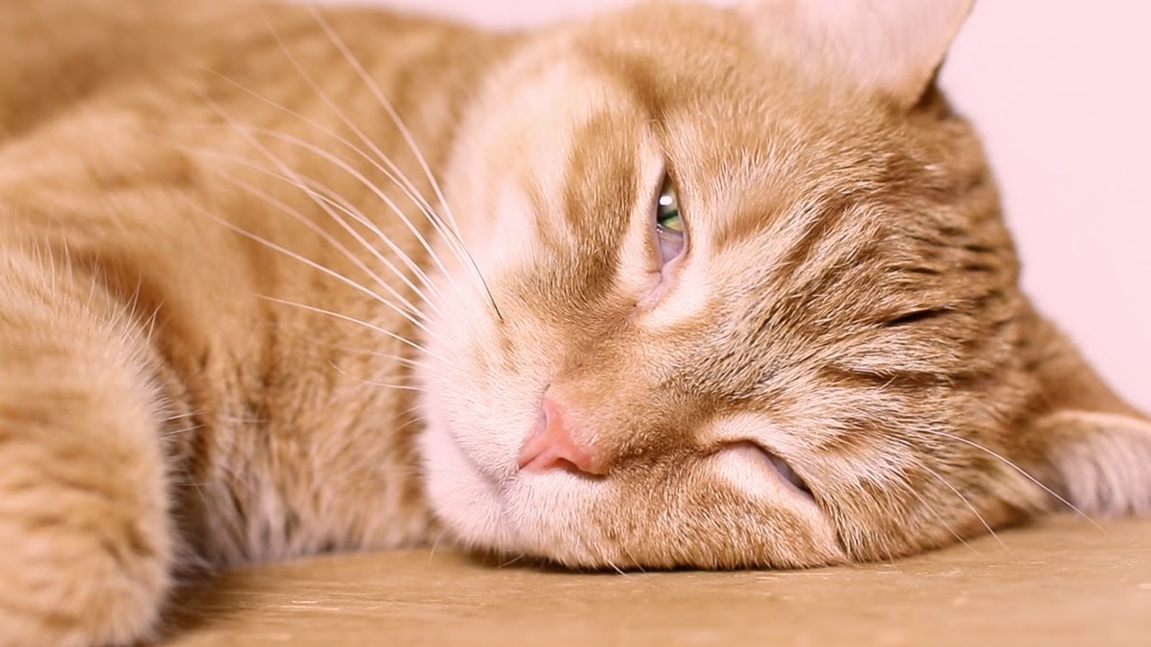 Cat Sleeping With Eyes Open YouTube