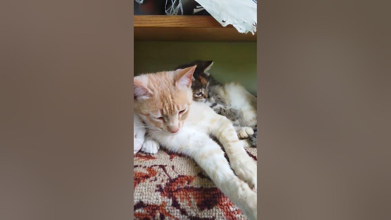 #дача #кошки #котята - YouTube