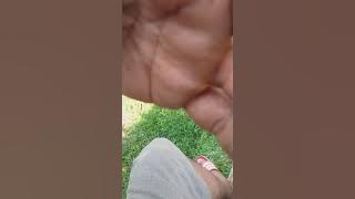 Siulan legenda broo...