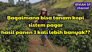 Bagaimana bisa tanam kopi sistem pagar hasil panen 3 kali lebih banyak???