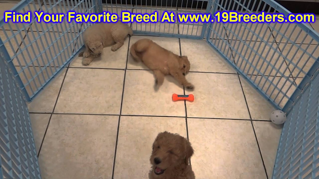 GoldenDoodle, Puppies, For, Sale, In,Omaha ,Nebraska, NE,Lincoln