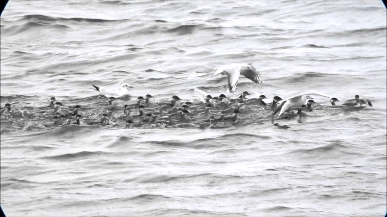 ハジロカイツブリの追い込み漁とユリカモメ Eared Grebe & Black-headed Gull 