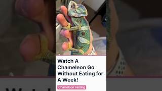 What Happens to a Chameleon After Week of No Food?