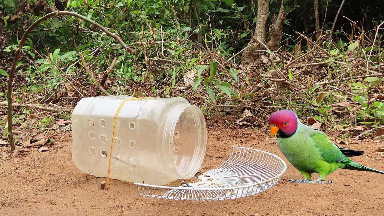 Preparation Parrot Trap Using Plastic Bottle And Basket Fan - Creative New Method Bird Trap