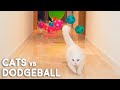 Cats vs Dodgeball