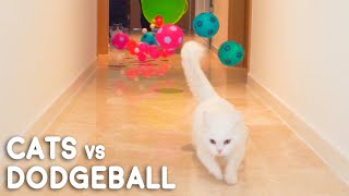 Cats vs Dodgeball