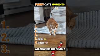 Pov You Own A Cat With Zero Chill