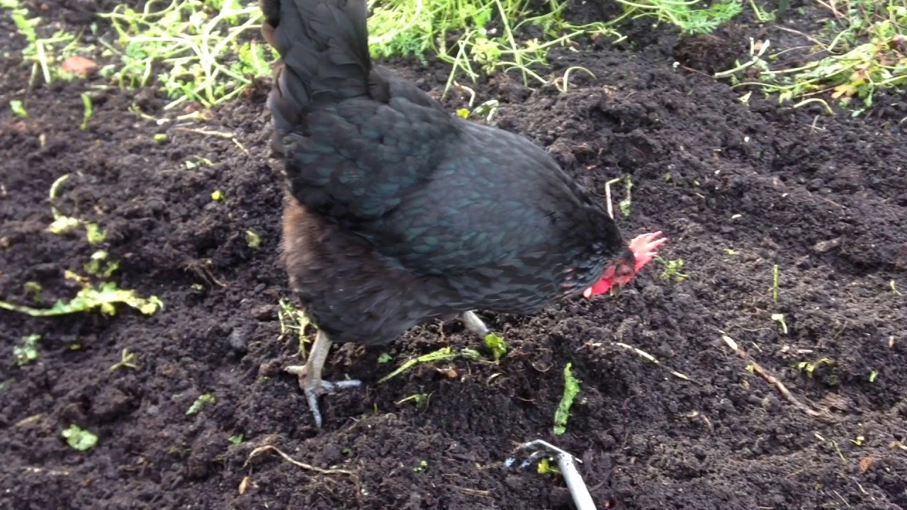 Planting onions and pulling stumps