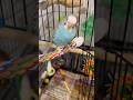 Can Budgies Give High Fives?