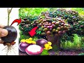 the best technique of planting and propagating mangosteen trees from fruit.-growing fruits.