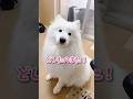 デスク横のかわい子ちゃんがまた喋りながら現れた…！ #サモエド #samoyed #大型犬のいる生活 #癒し