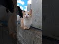 猫の集会にいた子猫