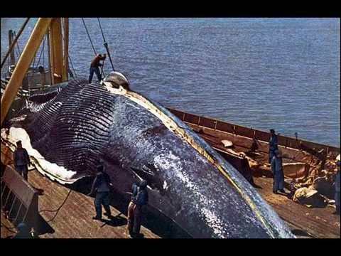 Как выглядит самое большое животное DÜNYANIN EN BÜYÜK DENİZ CANLILARI !!! - YouTube