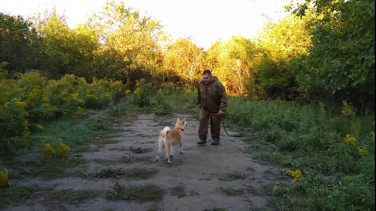 Как правильно дрессировать Акита-Ину!