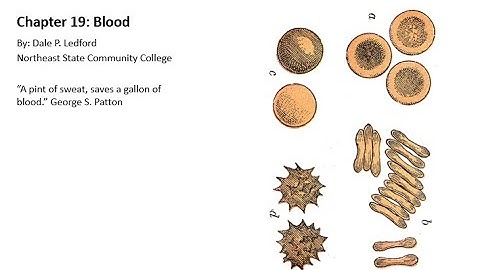 Human Anatomy and Physiology 2 Chapter 19 part 2