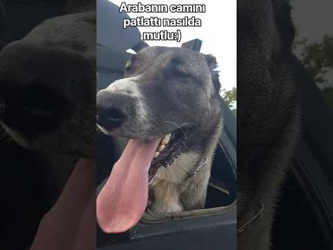 Bozodur ne yapsa yeridir. #karakırçıl #kangal