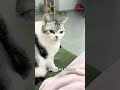 猫咪真的能感知主人怀孕!好神奇! #萌宠 #猫咪