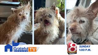 PREVIEW: Watch a new episode of Grateful Rescue TV!