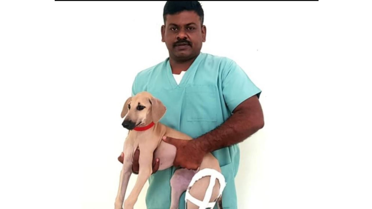 Puppy Leg BendBow Leg Puppy YouTube