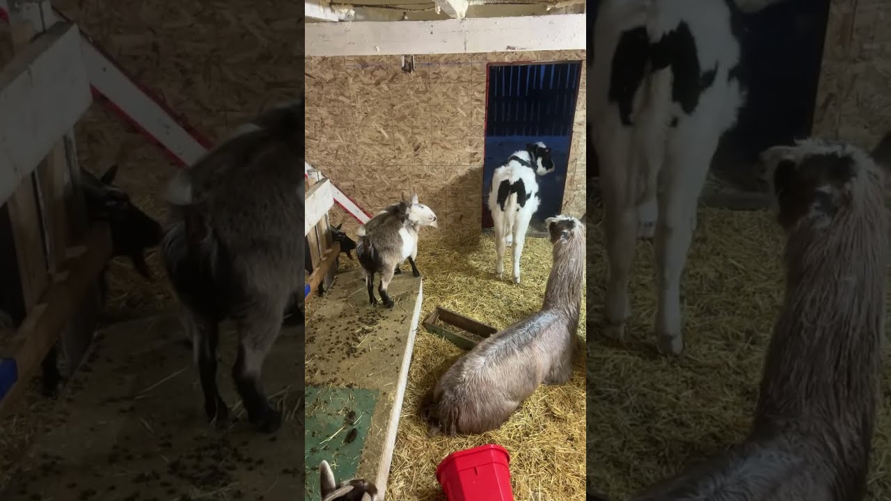 LIVE goat barn chores and late pregnancy does